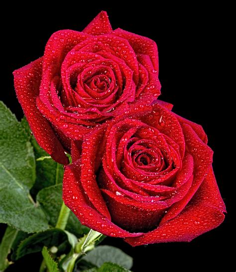 El clavel, una flor de ptalos vistosos y mullida puede tener, adems de otros colores como el blanco o el rojo, una coloracin rosada agradable y elegante. . Flores hermosas rosas
